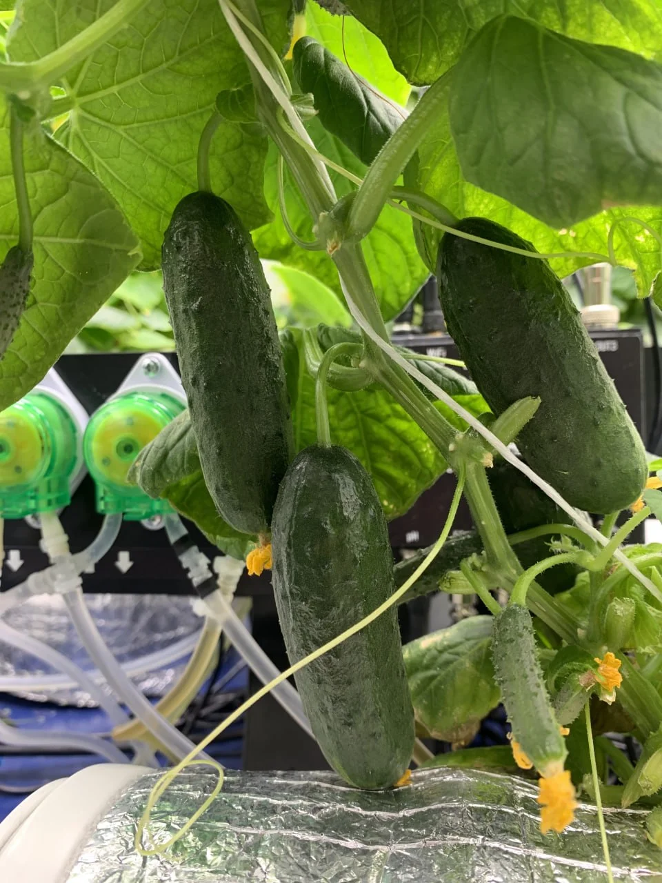 Огурцы крупным планом