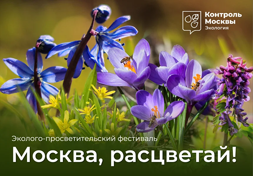 Москва, расцветай! Макет